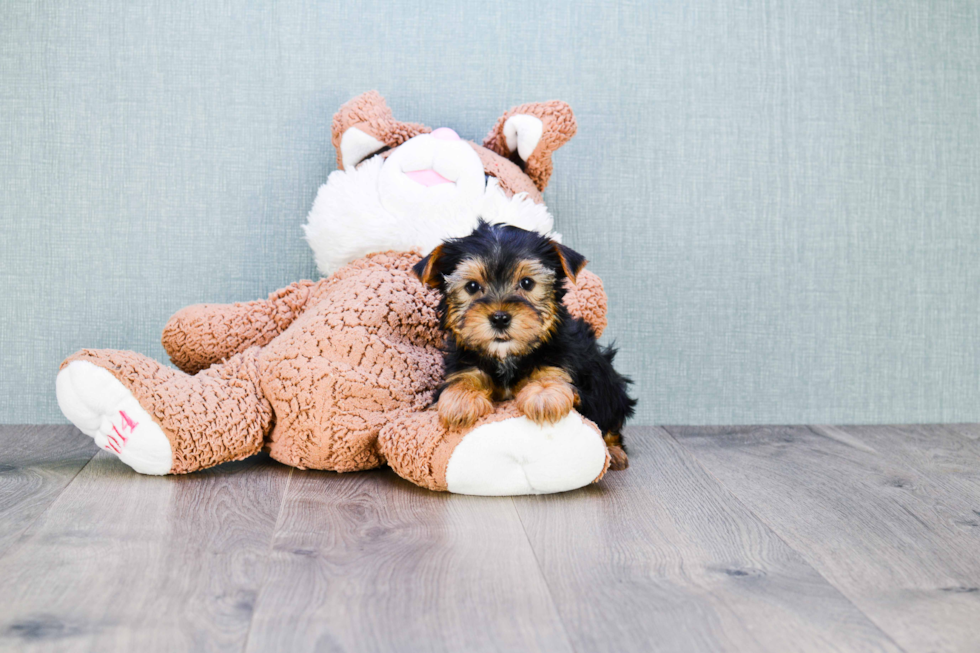 Meet Samantha - our Yorkshire Terrier Puppy Photo 