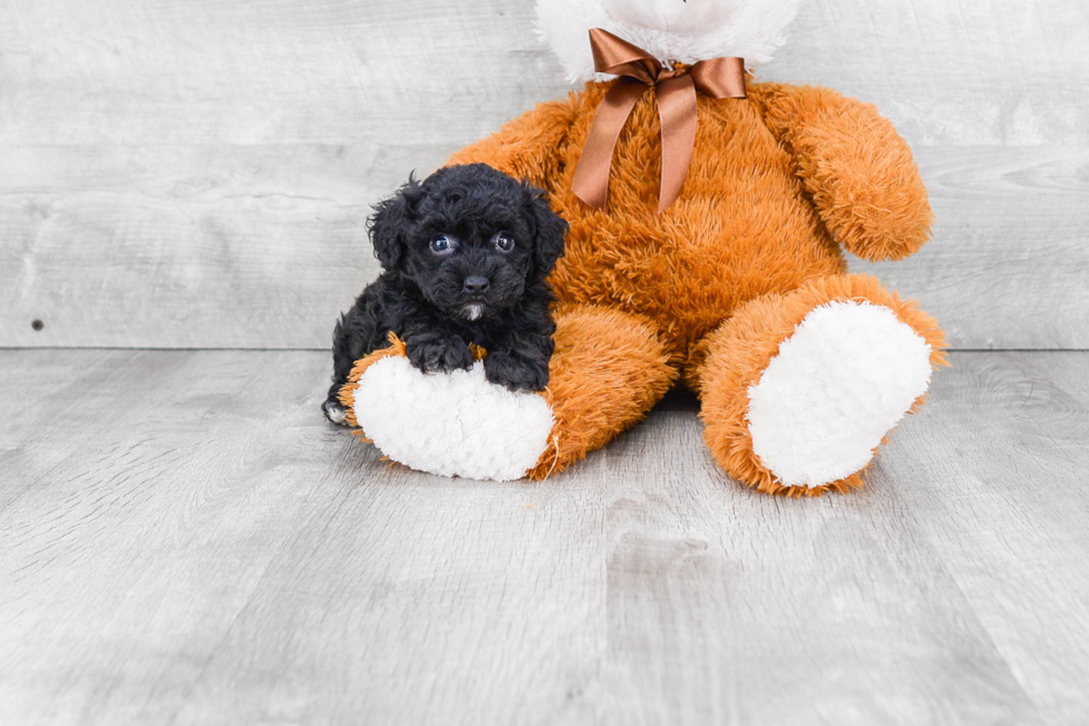 Friendly Poodle Purebred Pup