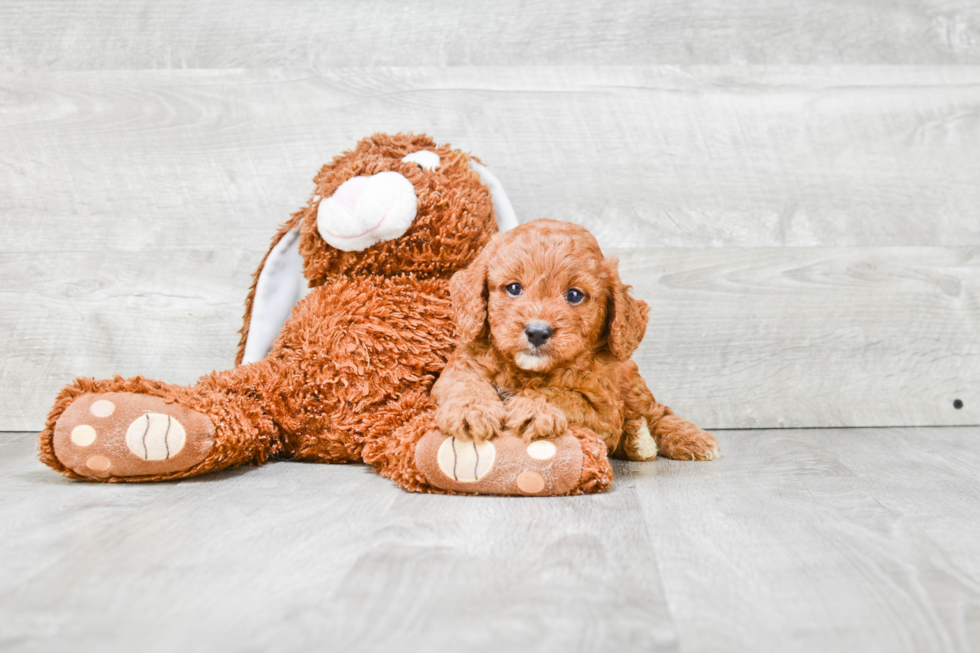 Cavapoo Pup Being Cute