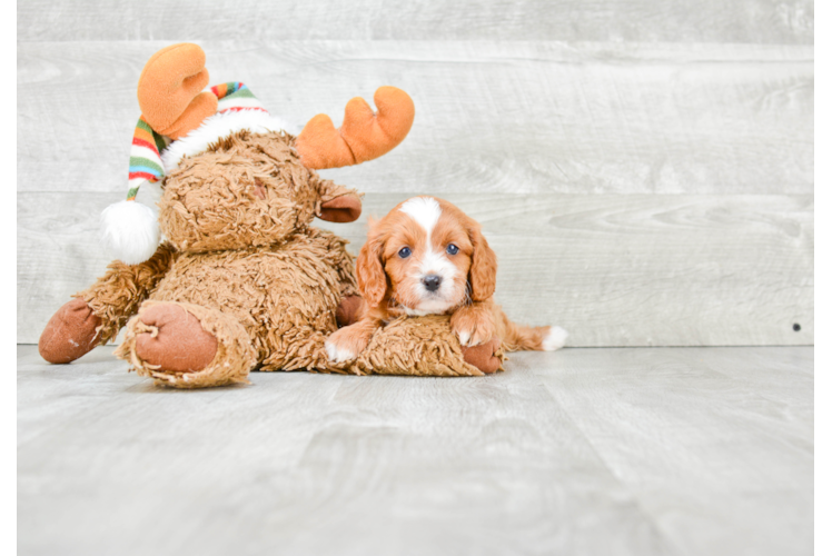 Best Cavapoo Baby