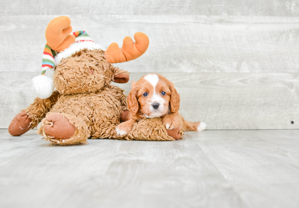 Best Cavapoo Baby