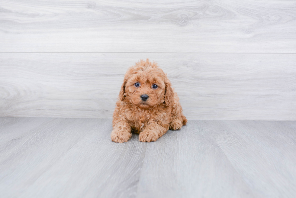 Happy Cavapoo Baby