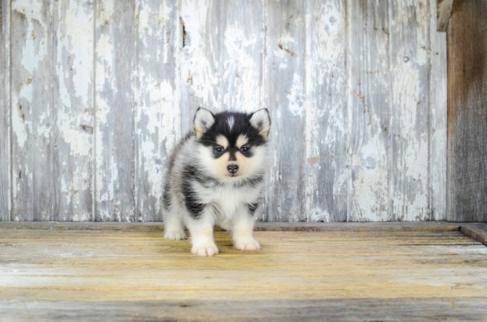 Cute Pomsky Baby