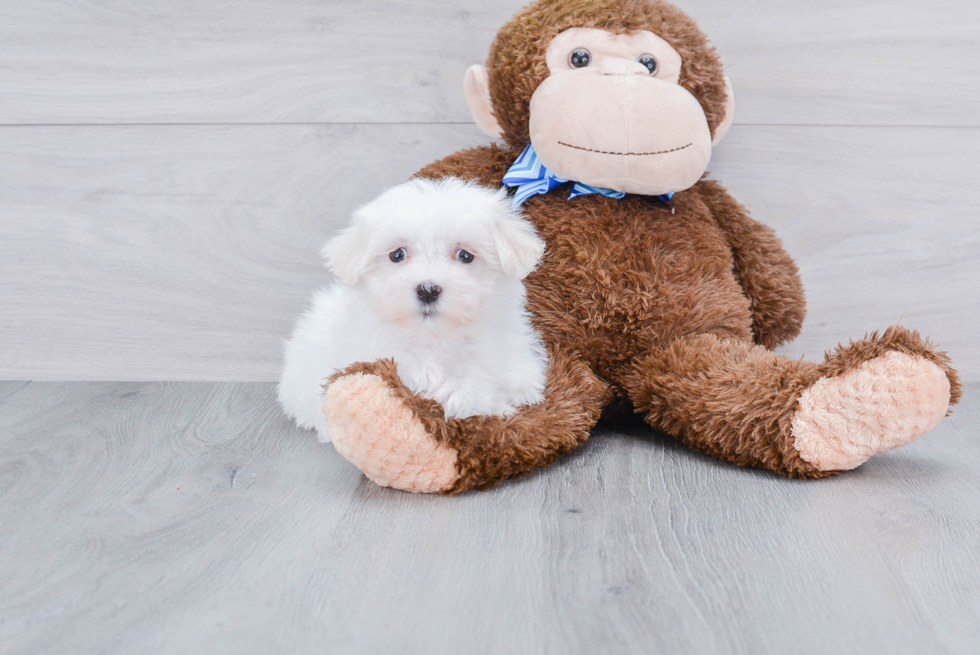 Popular Maltese Purebred Pup