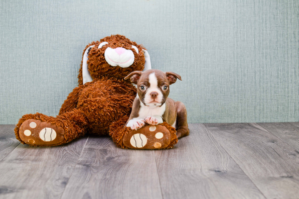 Boston Terrier Puppy for Adoption