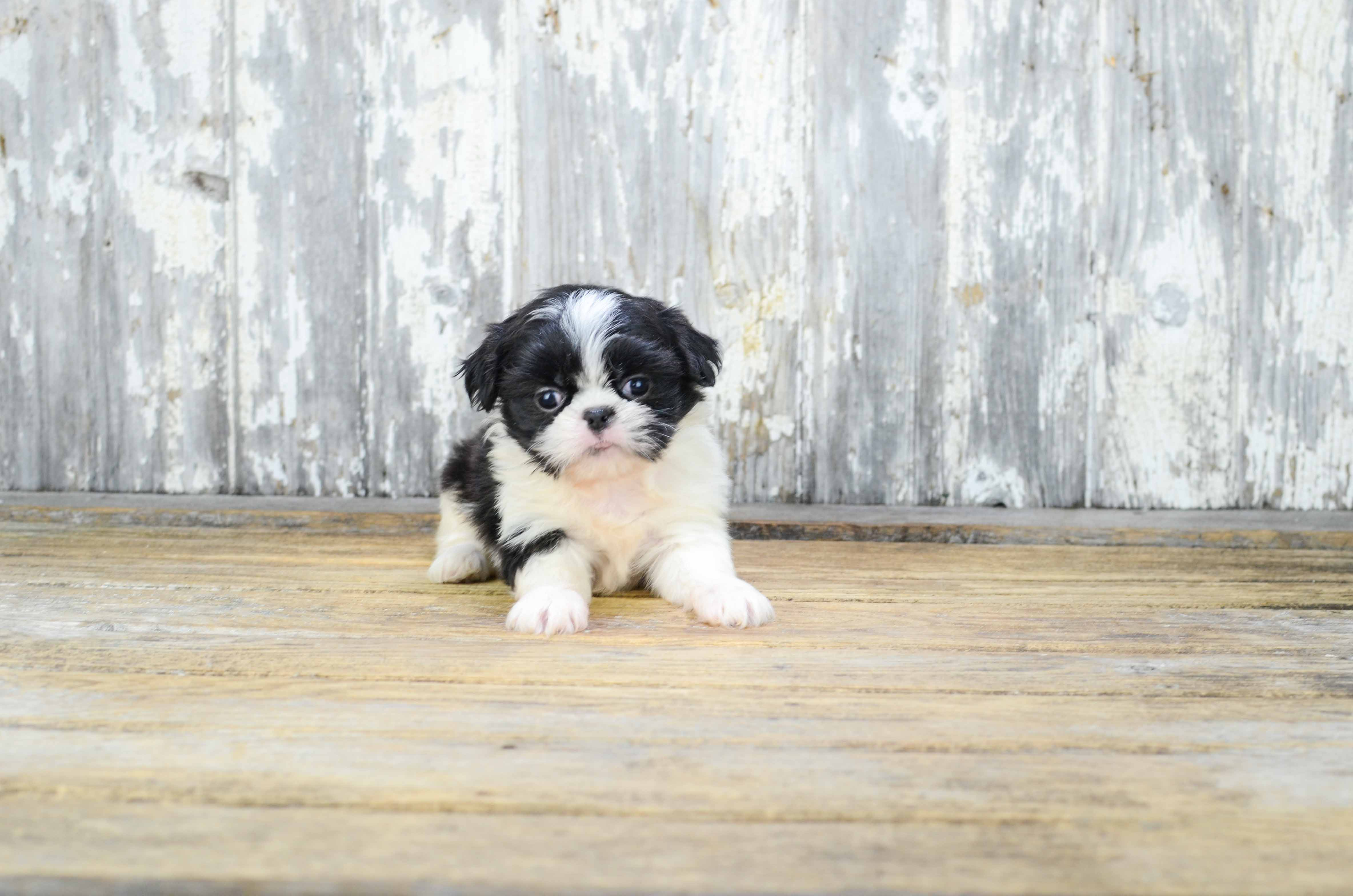 Teddy Bear Puppy for Adoption