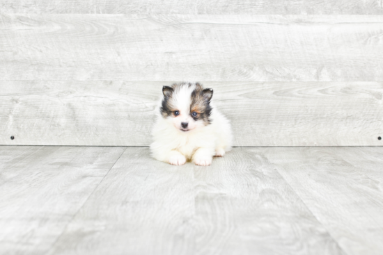 Happy Pomeranian Purebred Puppy