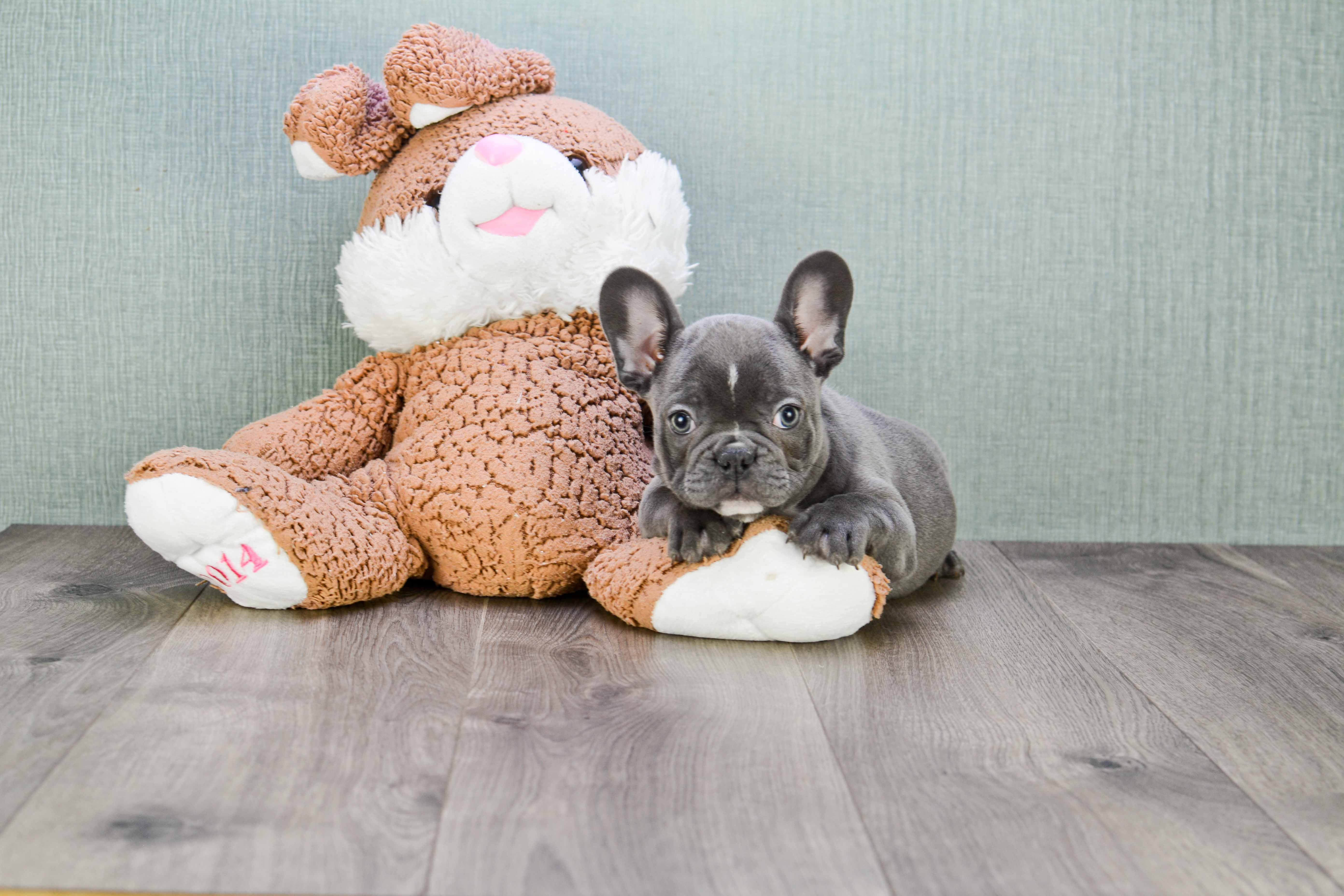 French Bulldog Puppy for Adoption