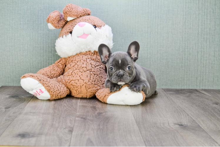 French Bulldog Puppy for Adoption