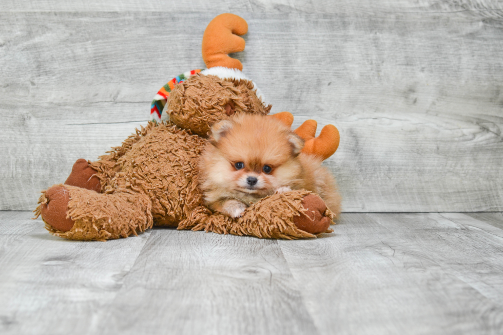 Hypoallergenic Pomeranian Purebred Pup