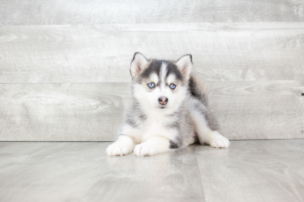 Pomsky Puppy for Adoption