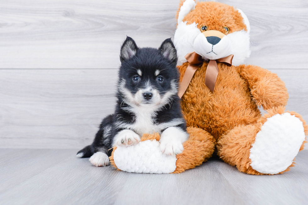 Sweet Pomsky Baby