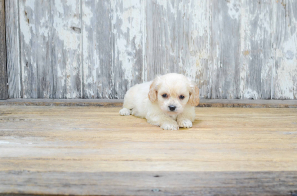 Friendly Cavachon Baby