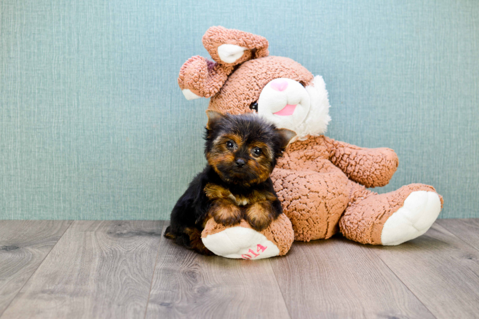 Meet Giselle - our Yorkshire Terrier Puppy Photo 