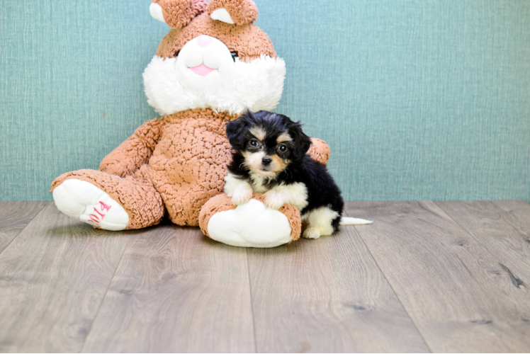 Petite Cavachon Designer Pup