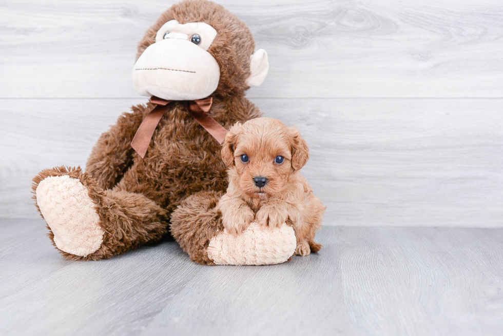 Funny Cavapoo Poodle Mix Pup