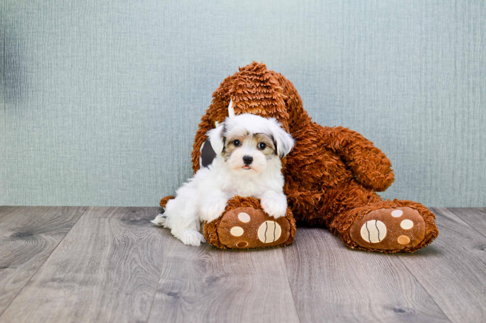 Best Morkie Baby