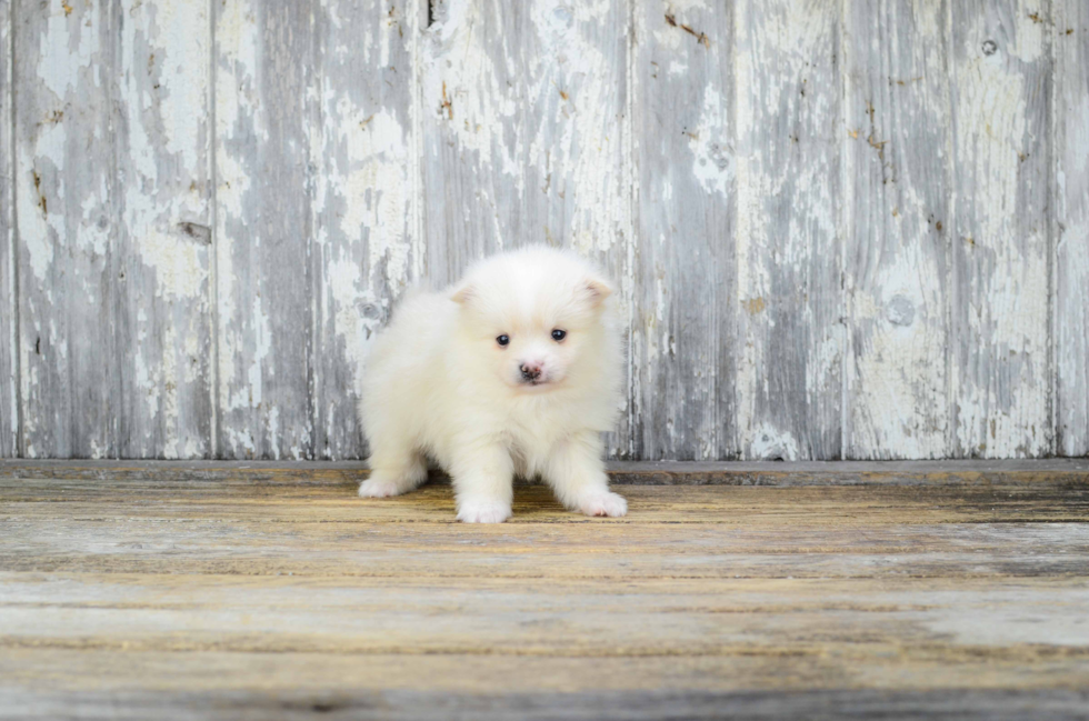 Best Pomeranian Baby