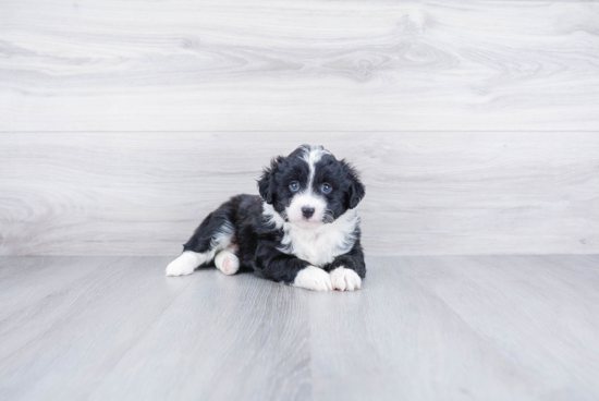 Mini Aussiedoodle Pup Being Cute