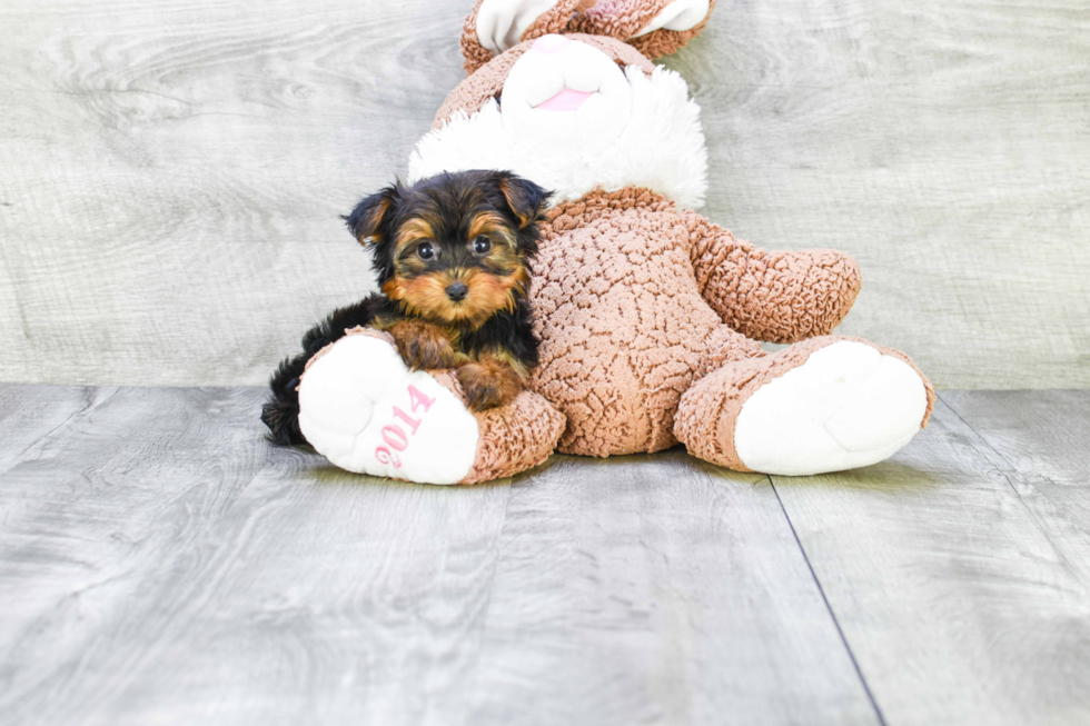 Meet Heidi - our Yorkshire Terrier Puppy Photo 