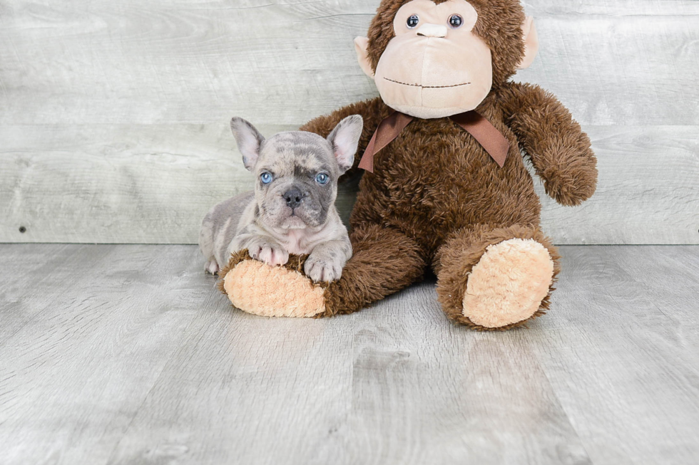 Energetic Frenchie Purebred Puppy