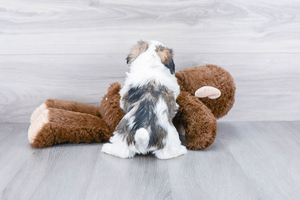 Teddy Bear Pup Being Cute