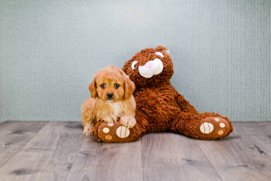 Petite Cavapoo Poodle Mix Pup