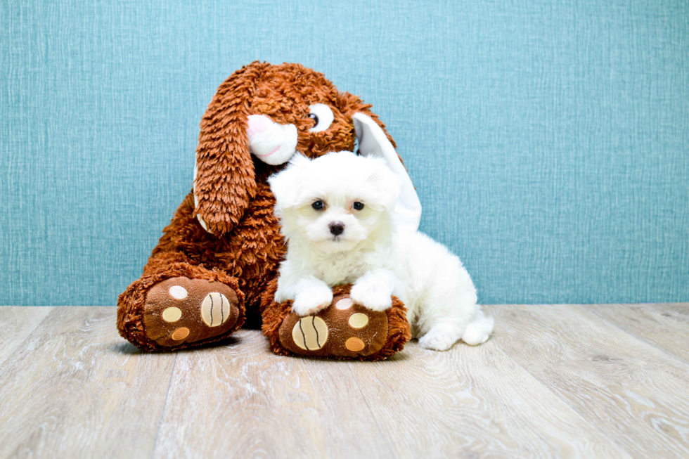 Meet Microteacup-Sugar - our Maltese Puppy Photo 