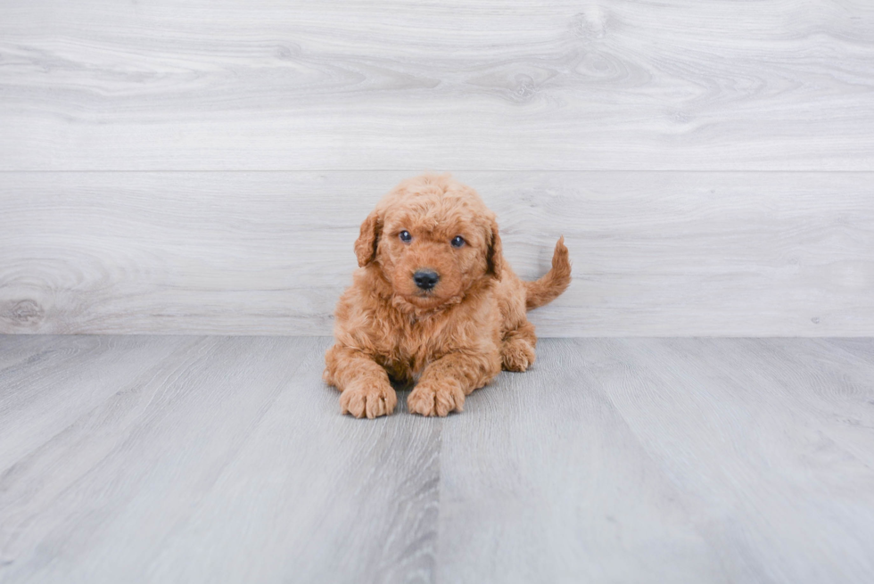 Mini Goldendoodle Puppy for Adoption