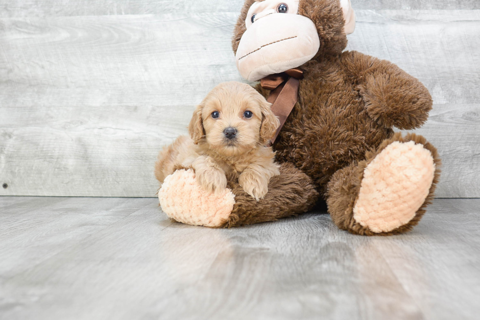 Cavapoo Pup Being Cute