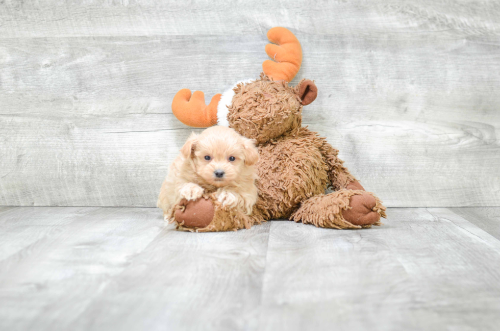 Maltipoo Pup Being Cute