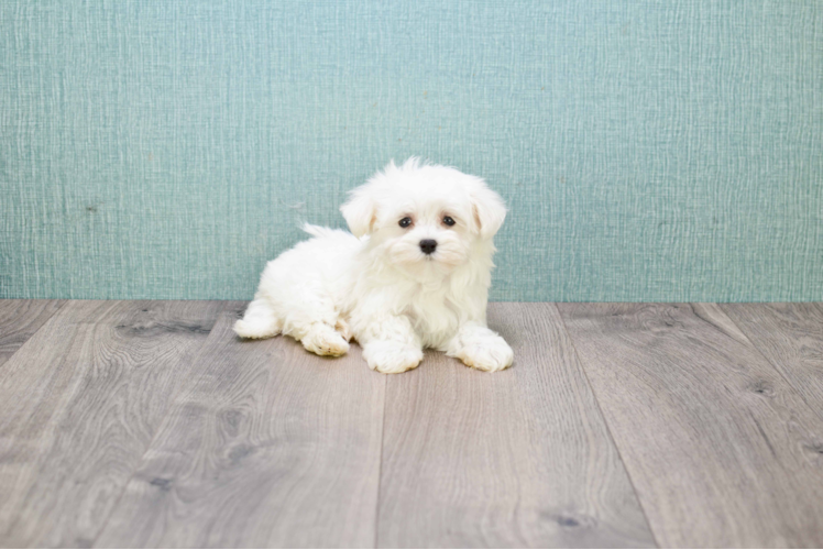 Playful Maltese Baby