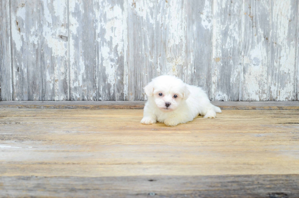 Popular Teddy Bear Designer Pup