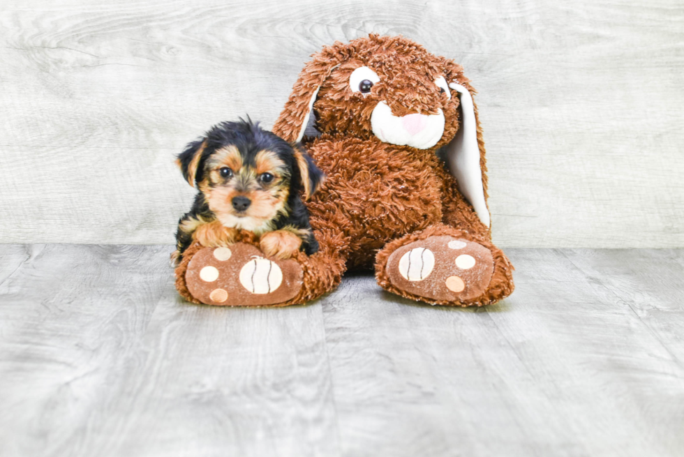 Meet Steph - our Yorkshire Terrier Puppy Photo 