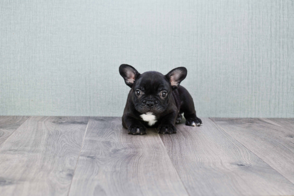 French Bulldog Pup Being Cute