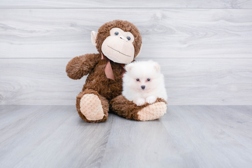 Playful Pomeranian Baby