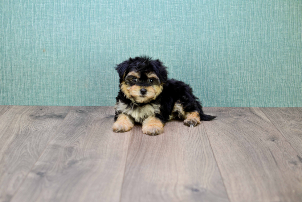 Energetic Yorkie Designer Puppy