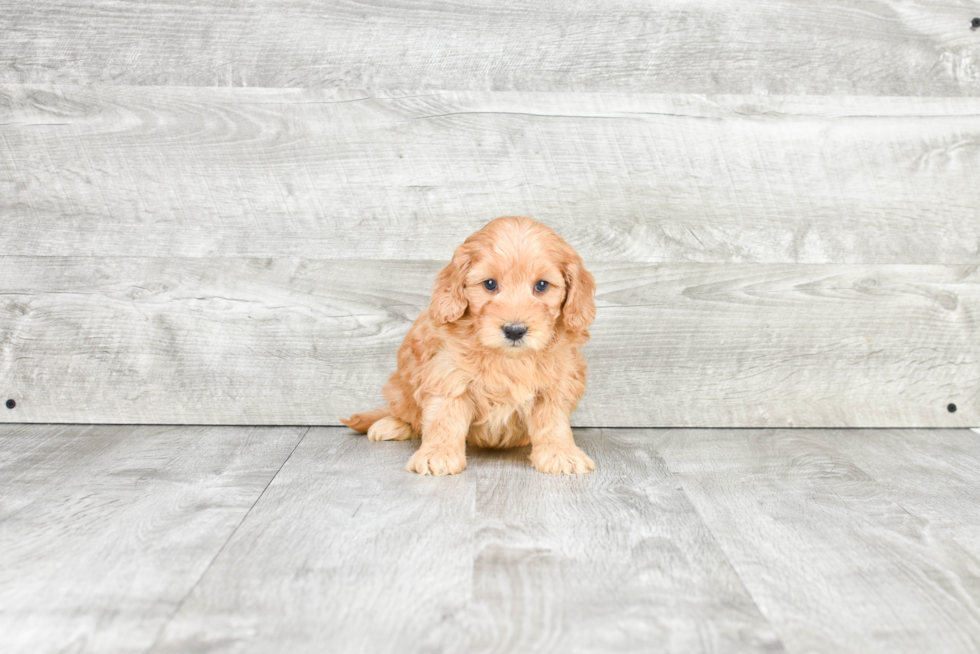 Best Mini Goldendoodle Baby