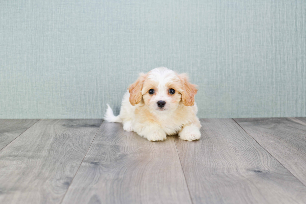 Petite Cavachon Designer Pup