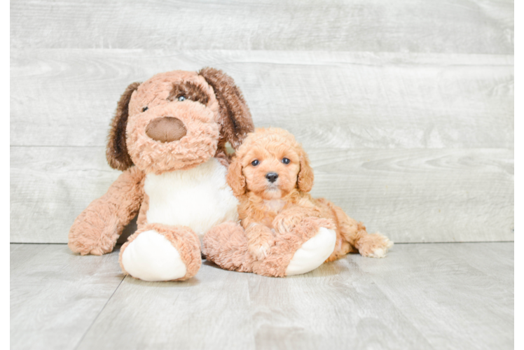 Cockapoo Pup Being Cute