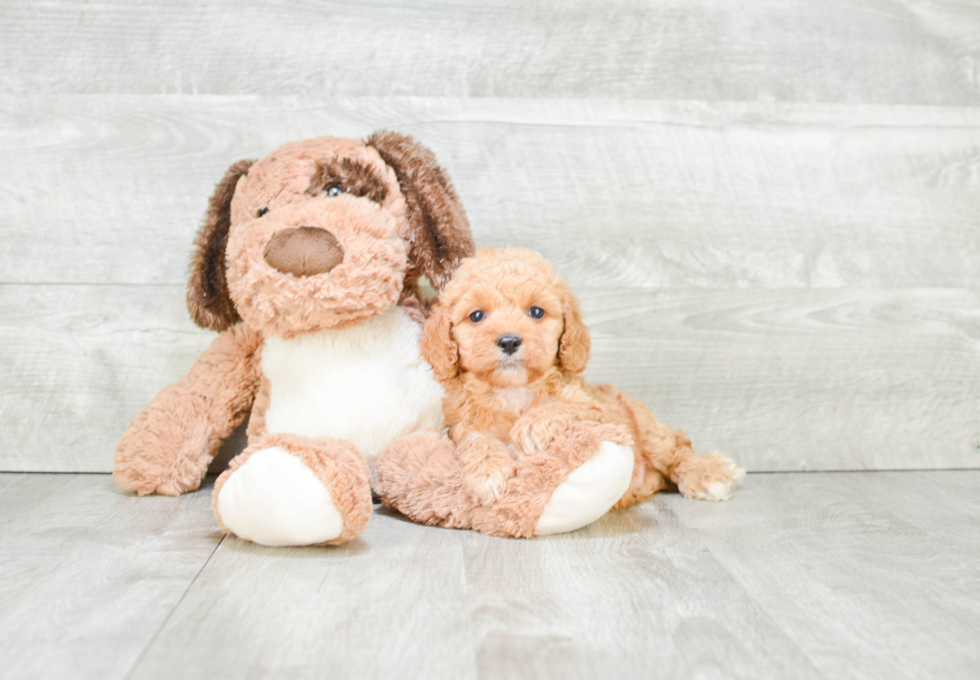 Cockapoo Pup Being Cute