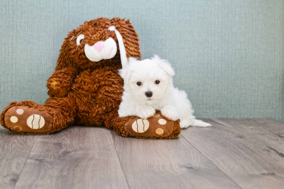 Maltese Pup Being Cute