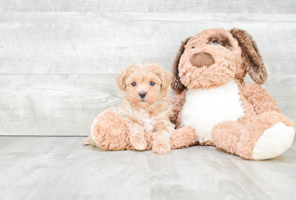 Maltipoo Pup Being Cute