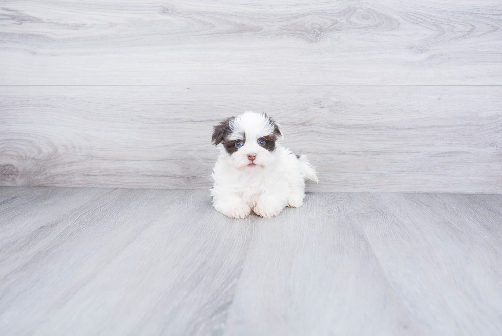 Havanese Pup Being Cute
