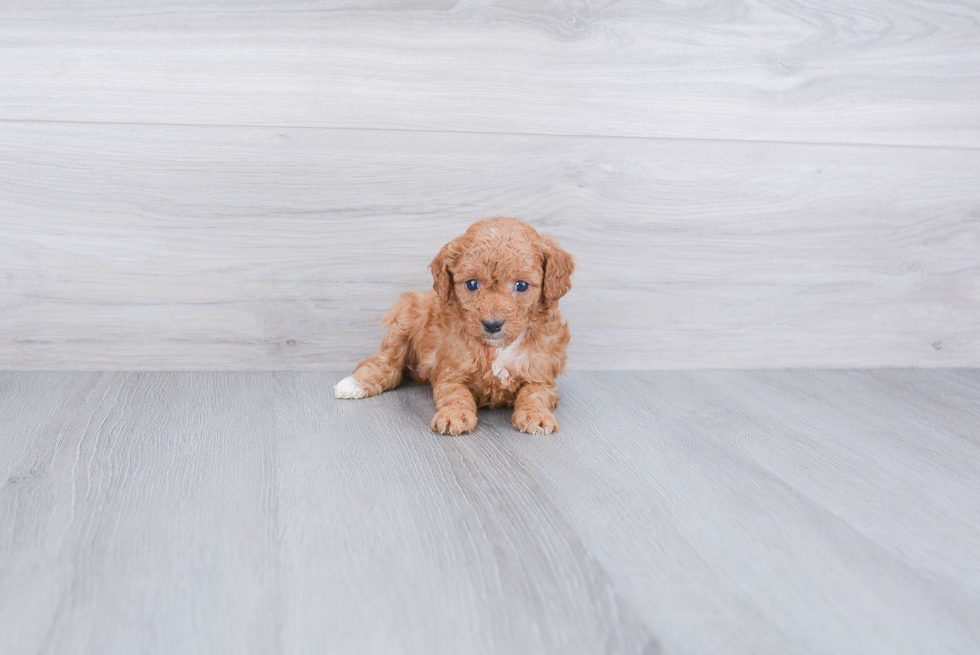 Best Cavapoo Baby