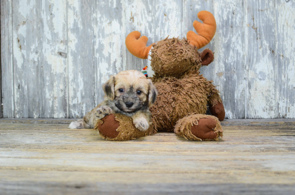 Havanese Puppy for Adoption