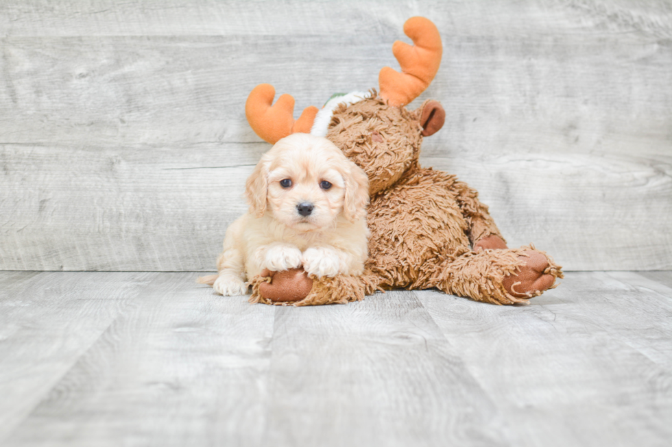 Best Cavachon Baby