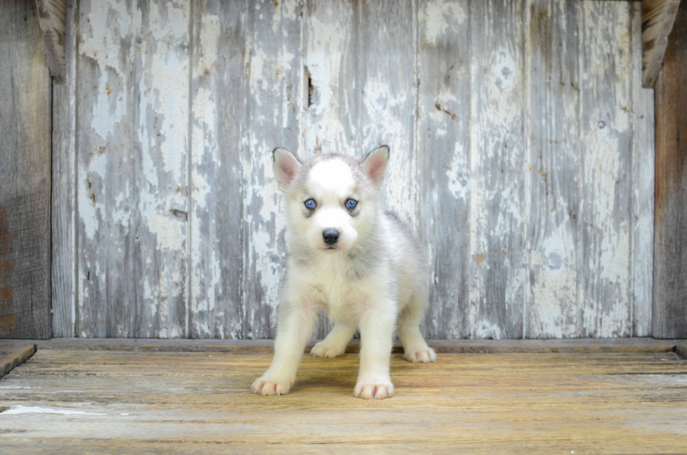 Pomsky Puppy for Adoption