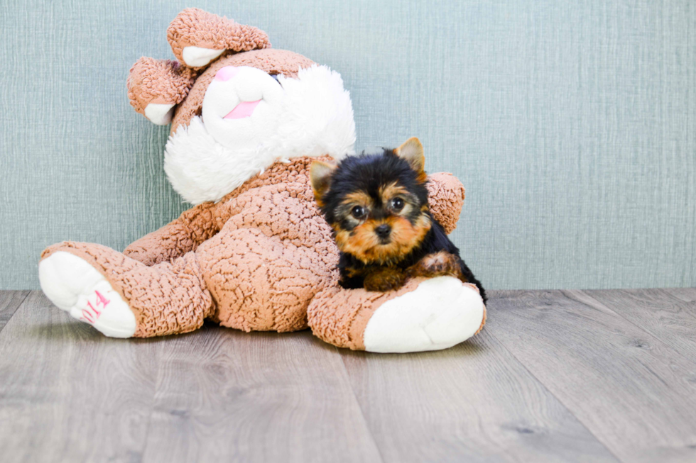 Meet Victoria - our Yorkshire Terrier Puppy Photo 