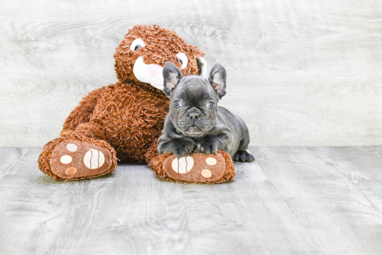 Smart Frenchie Purebred Puppy